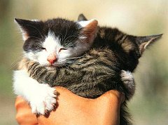 Gatti (15)